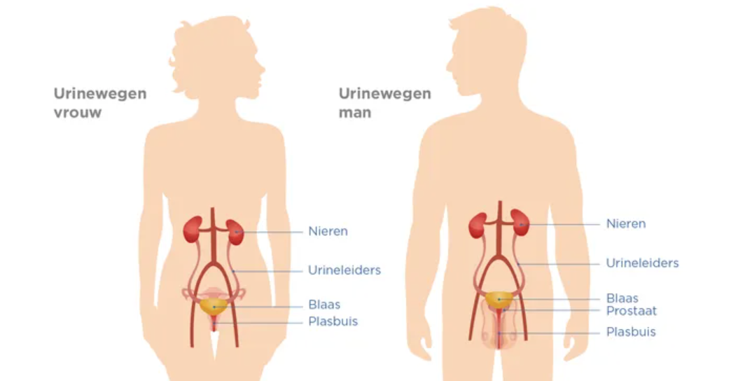 urinewegstelsel man en vrouw
